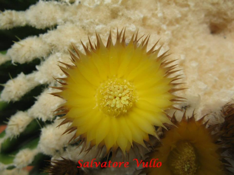 Файл:Echinocactus grusonii 12.jpg