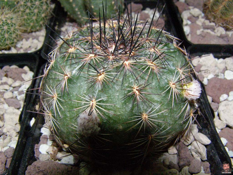 Файл:Echinocereus adustus ssp. schwarzii.jpg