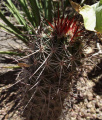 Echinocereus ferreirianus ssp. ferreirianus.jpg