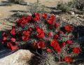 Echinocereus triglochidiatus ssp. triglochidiatus 1.jpg