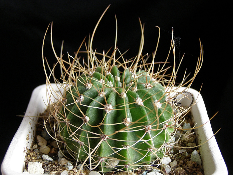 Файл:Echinopsis spiniflora 4.jpg