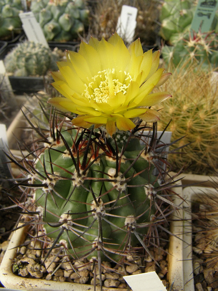 Файл:Eriosyce strausiana ssp. strausiana 5.jpg