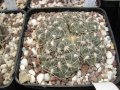 Gymnocalycium alboareolatum P 382a