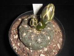 Gymnocalycium taningaense sto489.jpg