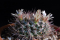Mammillaria johnstonii v. sancarlensis