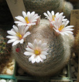 Mammillaria lenta
