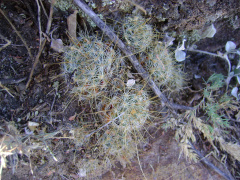 Mammillaria sinistrohamata 0.jpg