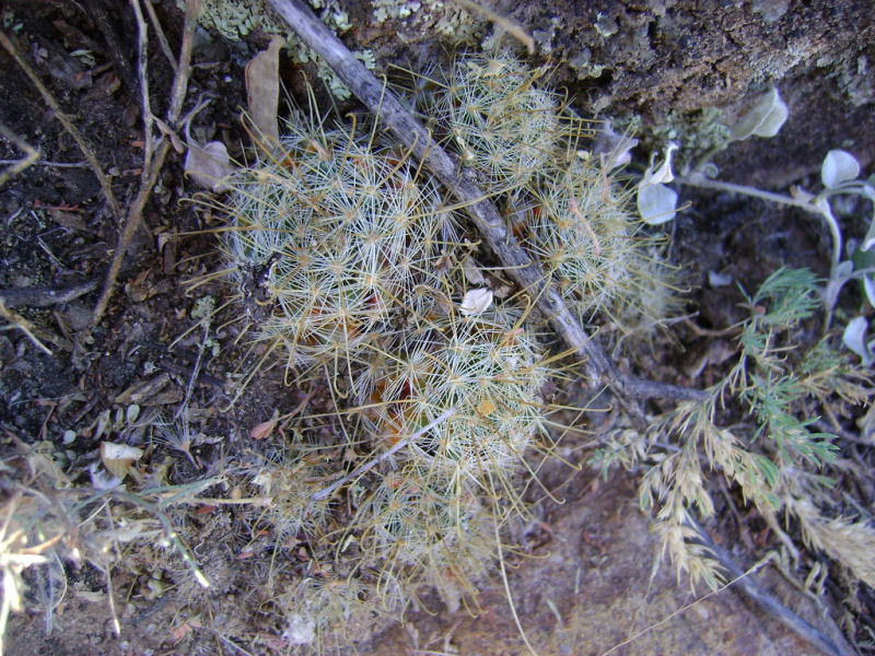 Файл:Mammillaria sinistrohamata 0.jpg