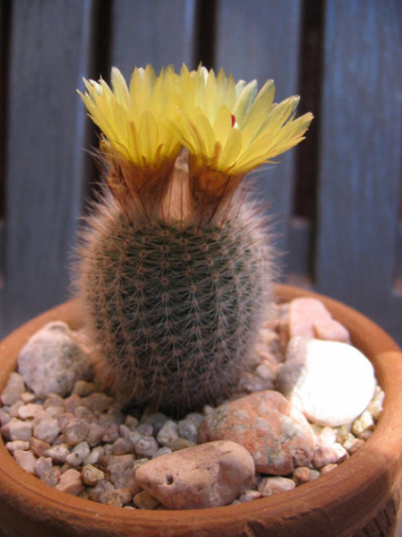 Файл:Notocactus scopa 02.jpg