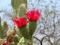 Opuntia depressa.JPG