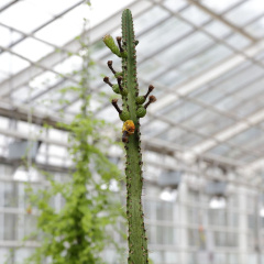 Samaipaticereus corroanus 3192.jpg