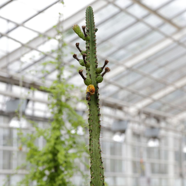 Файл:Samaipaticereus corroanus 3192.jpg