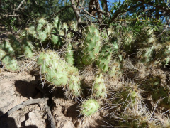 Tunilla corrugata 16.JPG