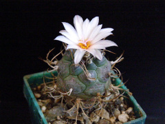 Turbinicarpus schmiedickeanus ssp. macrochele.jpg