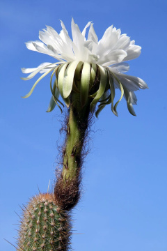 Arthrocereus melanurus ssp.estevesii.JPG