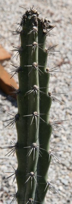 Cereus estevesii 1.jpg