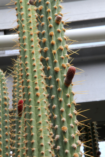 Файл:Cleistocactus laniceps pm.jpg