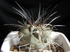Copiapoa dealbata AW 108.jpg