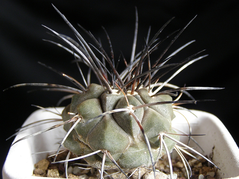 Файл:Copiapoa dealbata AW 108.jpg