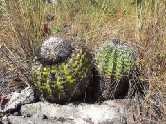 Discocactus placentiformis 05.JPG