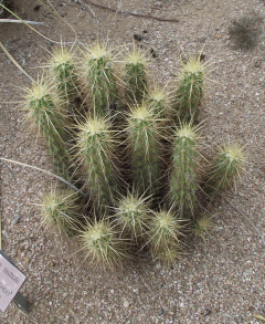 Echinocereus nicholii.jpg
