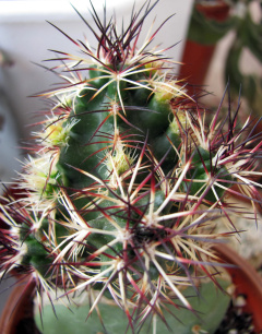Echinocereus viridiflorus var. davisii 1 maks.jpg