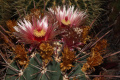 Ferocactus emoryi ssp. rectispinus