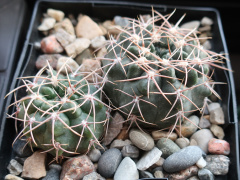 Gymnocalycium fischeri 2.JPG