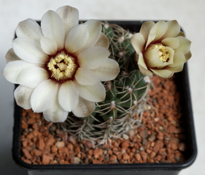 Файл:Gymnocalycium stellatum 03.jpg
