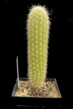 Lasiocereus rupicola.jpg