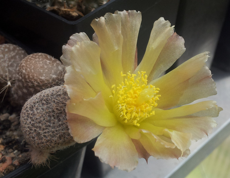 Файл:Maihueniopsis clavarioides flower.jpg