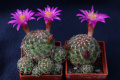 Mammillaria deherdtiana ssp. deherdtiana 3.jpg