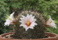 Mammillaria sheldonii 0.jpg