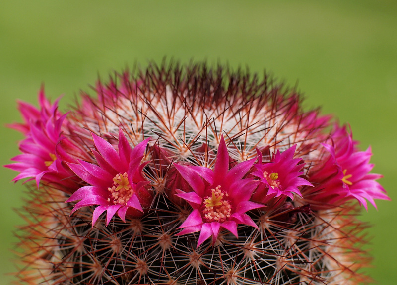 Файл:Mammillaria spinosissima ssp. spinosissima 1.jpg