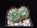 Melocactus zehntneri 2.JPG