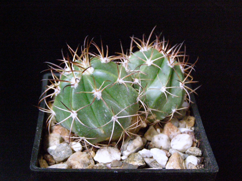 Файл:Melocactus zehntneri 2.JPG