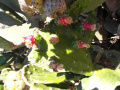 Nopalea cochenillifera 2.jpg