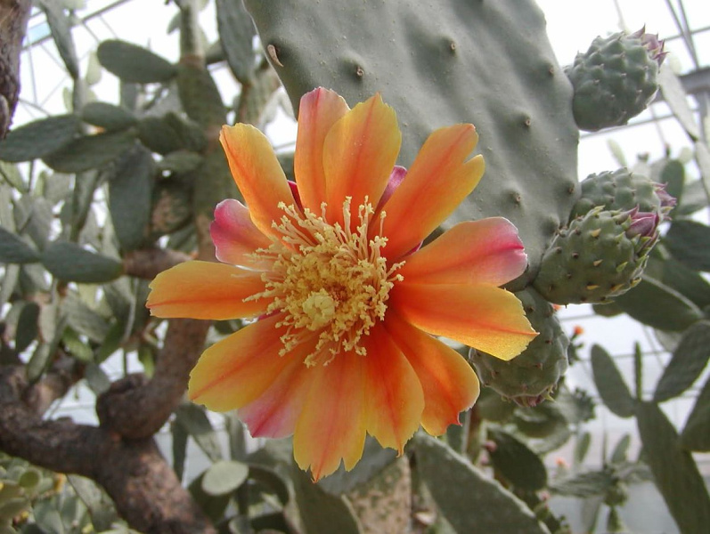 Файл:Oputnia tomentosa.jpg