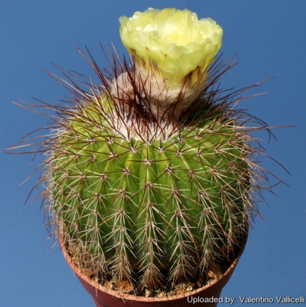 Файл:Parodia nigrispina 8827.jpg