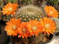 Rebutia fiebrigii 1.jpg