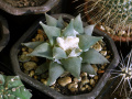 Ariocarpus retusus var. furfuraceus 4.JPG
