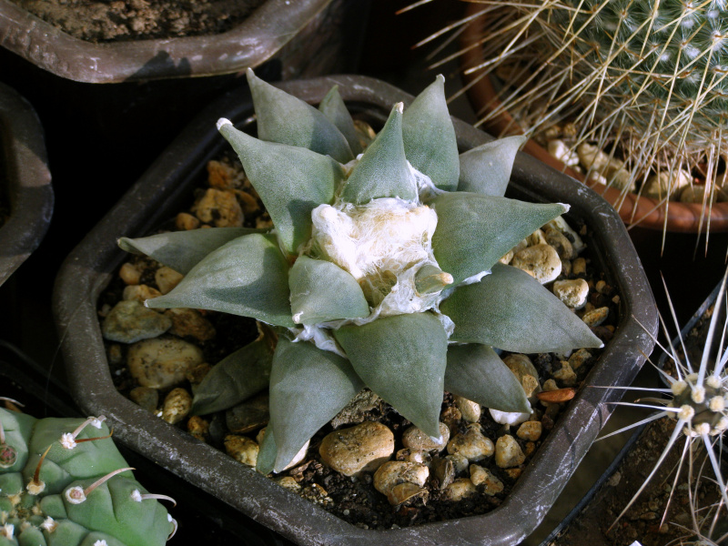 Файл:Ariocarpus retusus var. furfuraceus 4.JPG