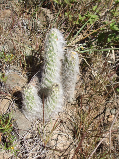 Austrocylindropuntia vestita 3.JPG