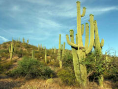 Carnegiea gigantea 3.jpg