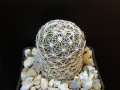Coryphantha sulcata.JPG