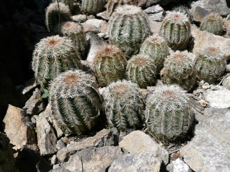 Файл:Echinocereus reichenbachii ssp. reichenbachii 12.jpg