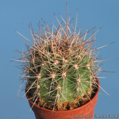 Echinopsis formosa ssp. rosarioana.jpg