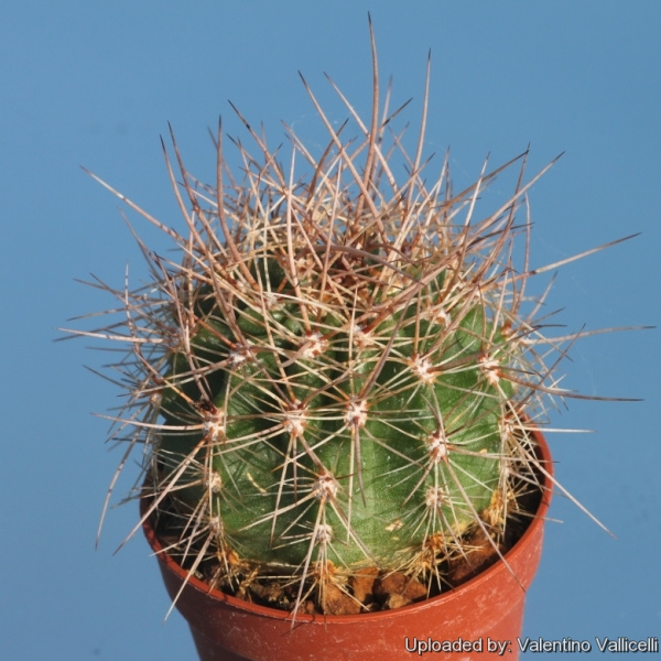 Файл:Echinopsis formosa ssp. rosarioana.jpg