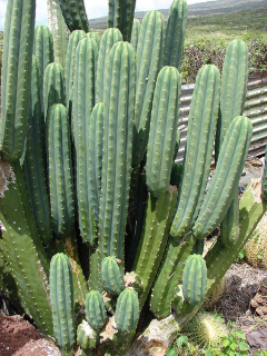 Echinopsis pachanoi.jpg