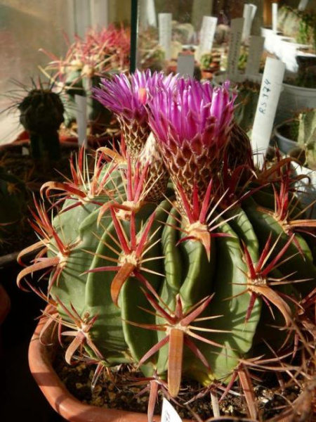 Файл:Ferocactus latispinus ssp. latispinus.jpg